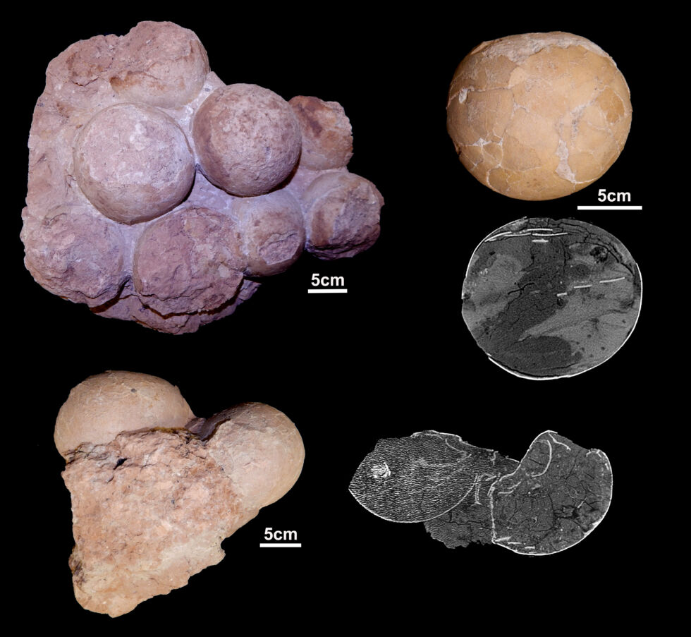 Nest mit bis zu 10 Eiern, isolierte Eier und Bilder, die durch CT erhalten wurden, die die dünne Dicke der Eierschale und das Fehlen embryonaler Überreste im Inneren zeigen. 