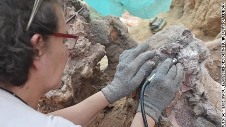 Die Forschung bestätigt die Bedeutung des Fossilienbestands von Wirbeltieren in der portugiesischen Region Pombal.